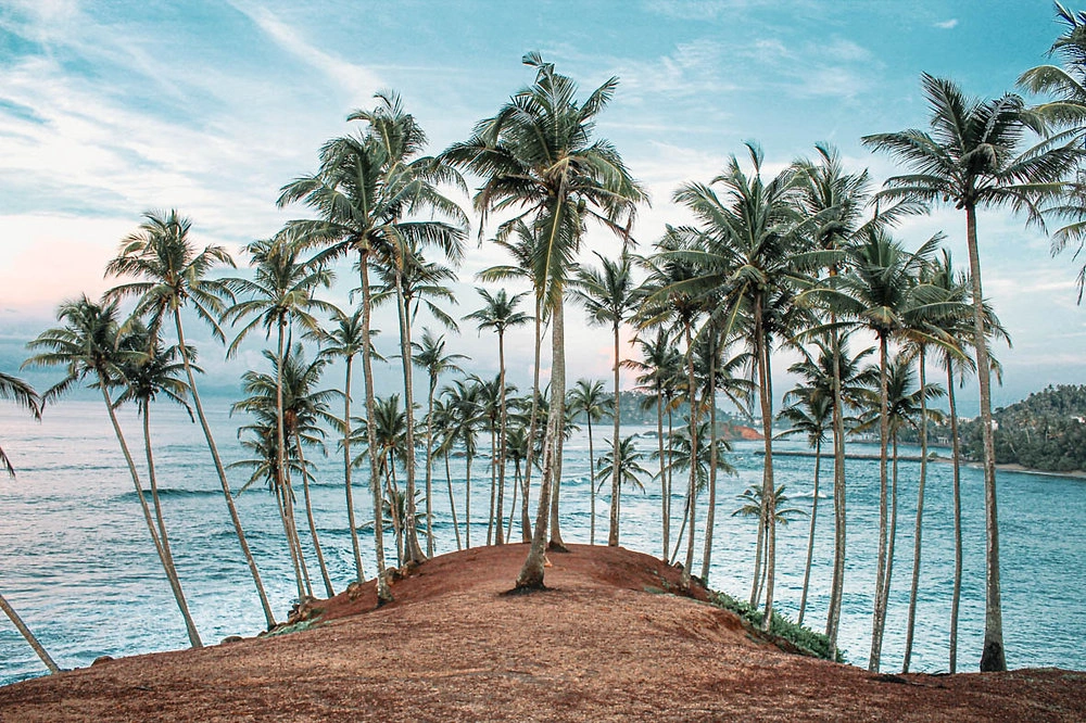 Coconut Tree Hill